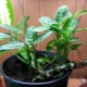 Metode uzgoja dieffenbachia