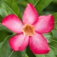  Adenium obese (Obesum)：在家中的描述和护理