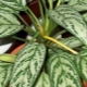 Aglaonema Silver：品种描述，家庭护理