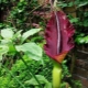 Amorphophallus konjak: kako izgleda, pravila njege