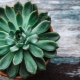 Echeveria：在家中的描述，护理和繁殖