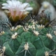 Gymnocalycium: sorte i suptilnosti njege