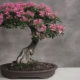 Kako uzgajati sakura bonsai?