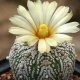 Cactus Astrophytum: vrste i suptilnosti uzgoja