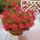 Kalanchoe Blossfeld：有什么特点以及如何护理？