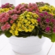 Kalanchoe Kalandiva：栽培的类型和微妙之处