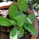 Kalanchoe pinnate：它是什么以及如何照顾它？