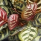 Calathea：特征，品种和护理