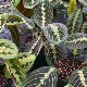 Maranta：在家中的描述，护理和繁殖