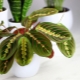 Maranta tricolor：描述，种植，护理和繁殖