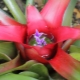 Neoregelia：护理的特点和规则