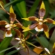 兰花odontoglossum：在家中的描述和护理