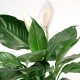 Spathiphyllum Cupido：描述，亚品种和护理