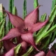 Stapelia: vrste i njega kod kuće