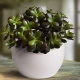 crassula的类型和品种（crassula）