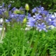 Agapanthus: opis vrsta, pravila sadnje i njege