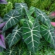 Alocasia Polly：护理的特点和规则