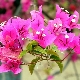 Bougainvillea: značajke, vrste i uzgoj biljaka