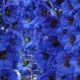 Delphinium: karakteristike, sorte, nijanse uzgoja