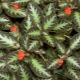 Episcia：品种，护理和繁殖规则