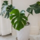 Philodendron：在家中的类型和护理 