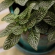 Fittonia：描述，类型和家庭护理 