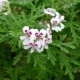 Geranium (pelargonium) limun: značajke i pravila njege