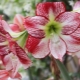 如何移植hippeastrum？