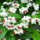 Clerodendrum：特征，种植，护理和繁殖规则