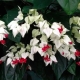 Clerodendrum Thompson：特征，种植和护理