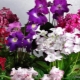 Karakteristike Dimetris streptocarpus