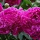 Peonies Alexander Fleming: opis sorte, pravila sadnje i njege