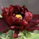 Peonies Black Beauty: opis, značajke sadnje i njege