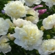 Peonies Duchesse de Nemours: opis sorte, pravila sadnje i njege