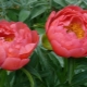 Peonies Coral: opis i značajke uzgoja