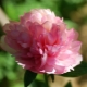 Peonies Salmon Glory: opis sorte, suptilnosti sadnje i njege