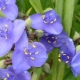 Tradescantia花园：类型，品种，种植和护理