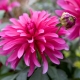 Dahlias Galleri: opis, sorte i uzgoj