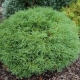 Thuja western 