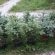 Spruce Misty blue: description, planting and care, breeding features