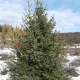 Siberian spruce: features and subtleties of care