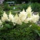 Bijele sorte astilbe