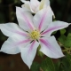 Clematis Andromeda: opis sorte i uzgoj