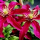 Clematis Niobe: opis, preporuke za uzgoj i reprodukciju