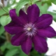 Clematis 