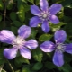 Clematis Arabella: opis, uzgoj i reprodukcija