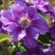 Clematis 