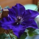 Clematis 