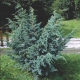 Juniper Blue alps: description, recommendations for cultivation and reproduction