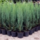 Rocky rock juniper Skyrocket: description and cultivation